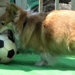 Roku loves soccer ball サッカーボール大好きなロクさん 20220306 football corgi dog コーギー 犬