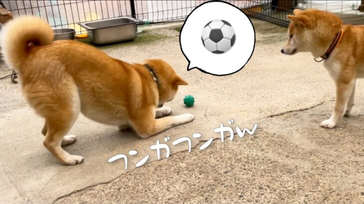 一人で超楽しそうにサッカーをする巨体柴犬が可愛すぎるw