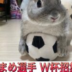 【速報】ワールドカップサッカー日本代表に選出されたうさぎ