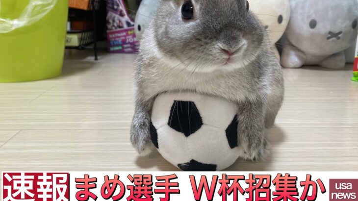 【速報】ワールドカップサッカー日本代表に選出されたうさぎ