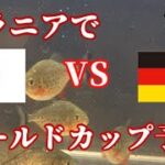【2022ワールドカップ予想】ピラニアで日本VSドイツの試合を予想してみた結果！！