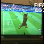 2018年FIFAワールドカップロシア大会で頑張る子猫